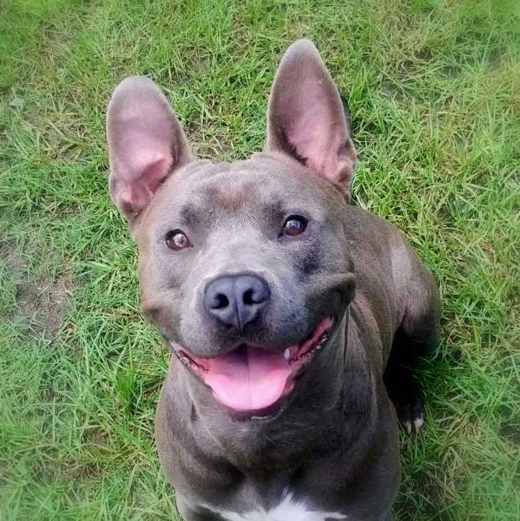 Percy, a Adoptable mixed breed in Anniston, AL image 1/10