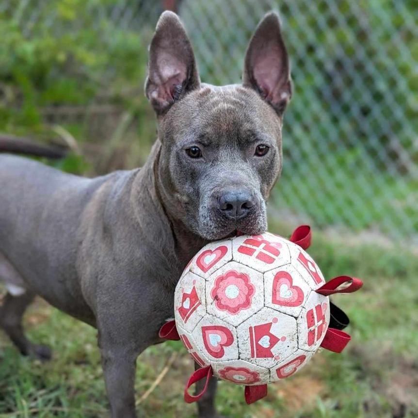 Enlarge Percy, a Adoptable mixed breed in Anniston, AL image 8/10
