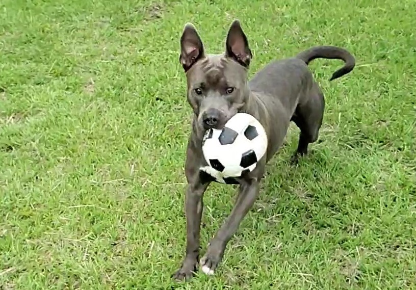 Enlarge Percy, a Adoptable mixed breed in Anniston, AL image 9/10