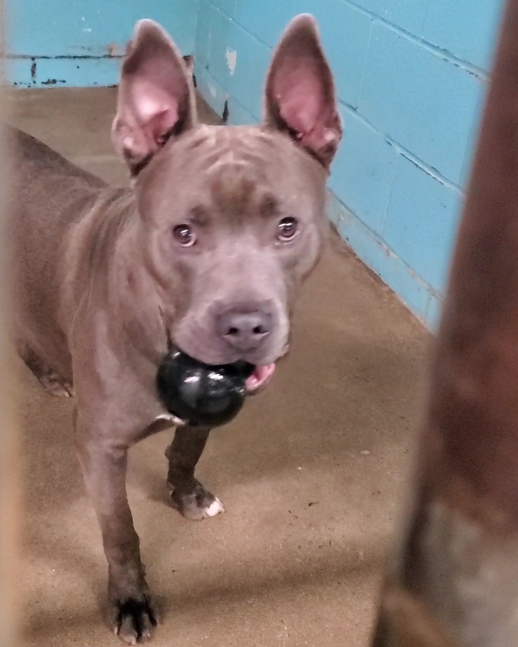 Enlarge Percy, a Adoptable mixed breed in Anniston, AL image 10/10