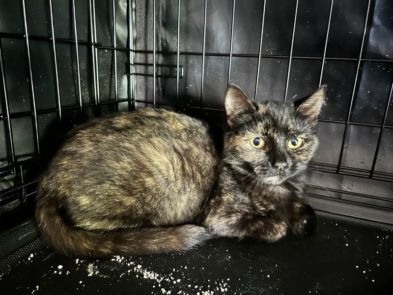 Kelli, Adoptable, Young Female Tortoiseshell & Domestic Short Hair.