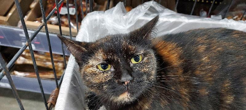 Kelli, a Adoptable mixed breed in Pineville, LA image 2/3