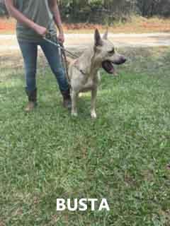 Enlarge Busta, an adopted mixed breed in Washington, GA image 3/3