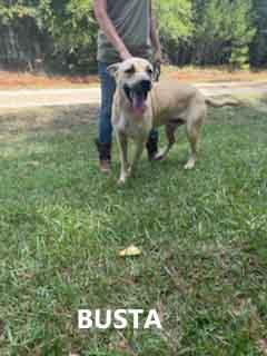 Enlarge Busta, an adopted mixed breed in Washington, GA image 2/3