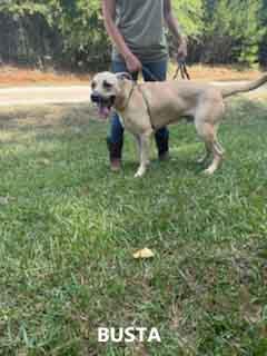 Enlarge Busta, an adopted mixed breed in Washington, GA image 1/3