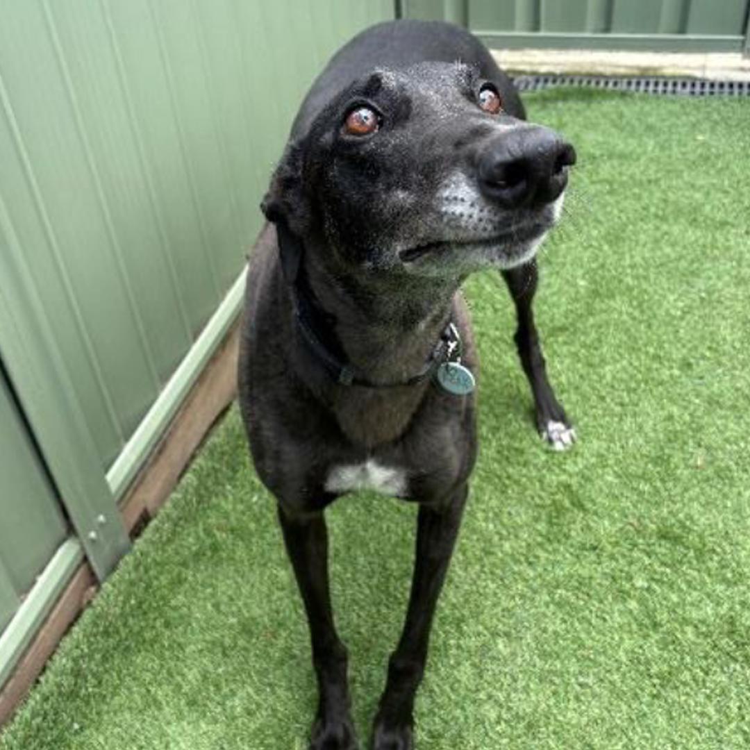 Enlarge Salsa, a ADOPTABLE Greyhound in Orange, CT image 2/6