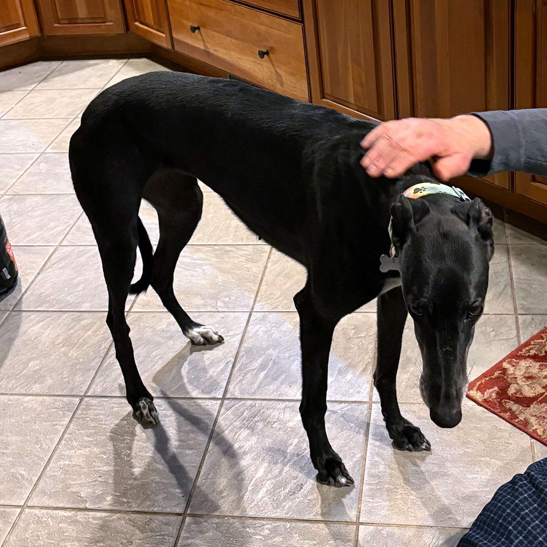 Enlarge Salsa, a ADOPTABLE Greyhound in Orange, CT image 4/6