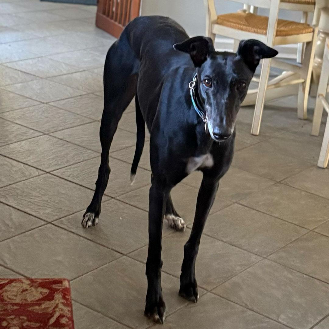 Enlarge Salsa, a ADOPTABLE Greyhound in Orange, CT image 6/6