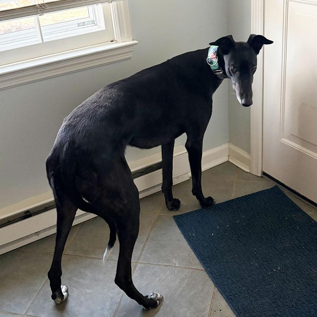 Enlarge Salsa, a ADOPTABLE Greyhound in Orange, CT image 3/6