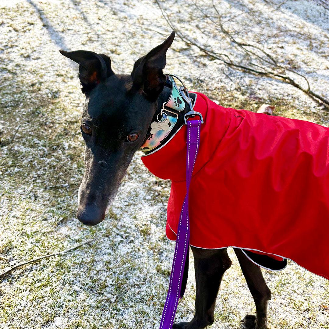 Enlarge Salsa, a ADOPTABLE Greyhound in Orange, CT image 5/6