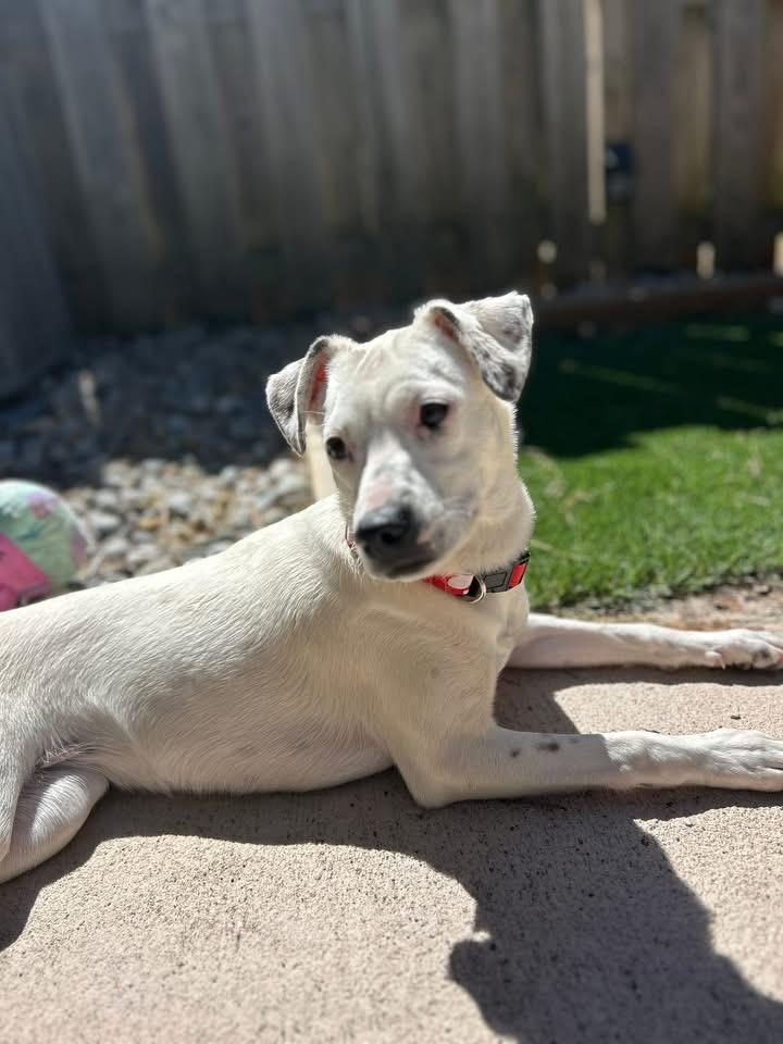 Enlarge Olive, a Adoptable mixed breed in Berlin, NJ image 2/3