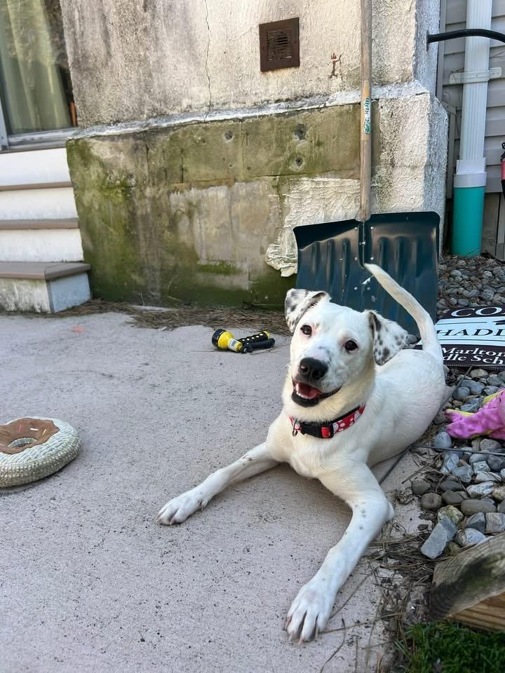 Enlarge Olive, a Adoptable mixed breed in Berlin, NJ image 3/3