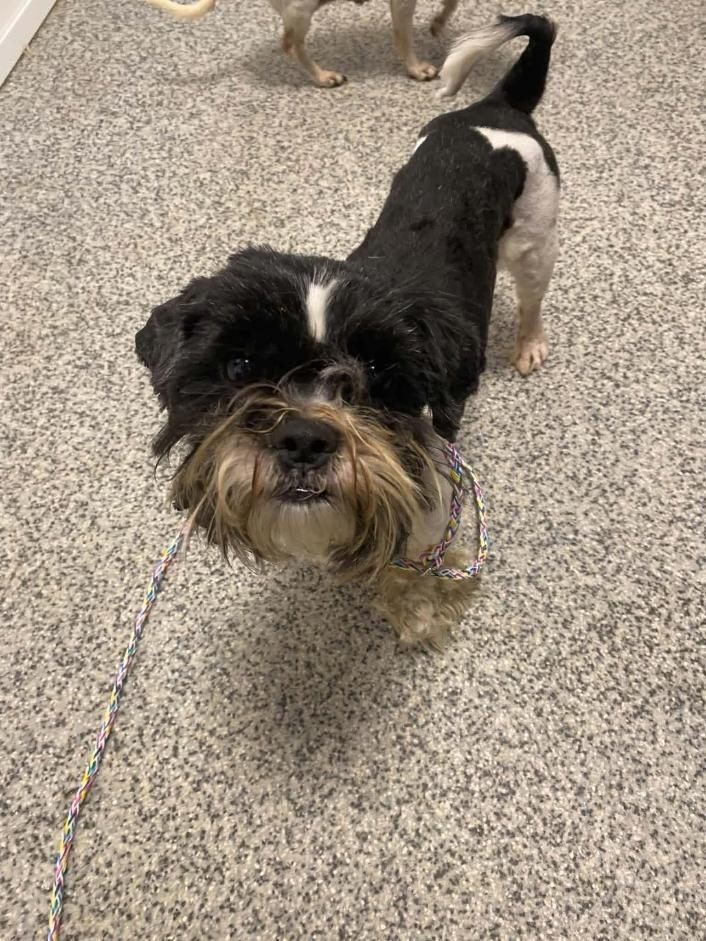 Bolo, Adoptable, Adult Male Shih Tzu.