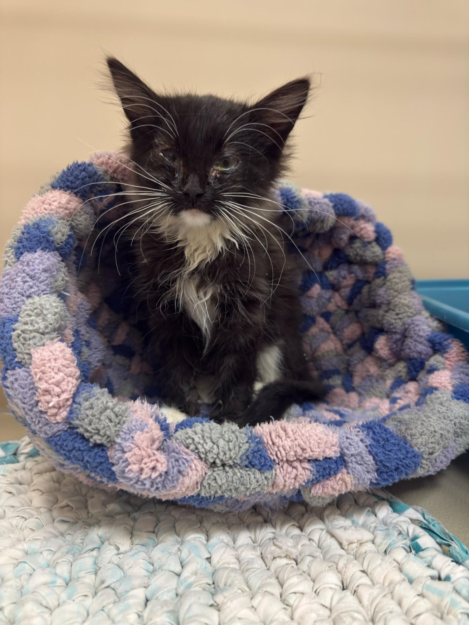 Enlarge 61897461, a Adopted Domestic Medium Hair in Elko, NV image 1/1