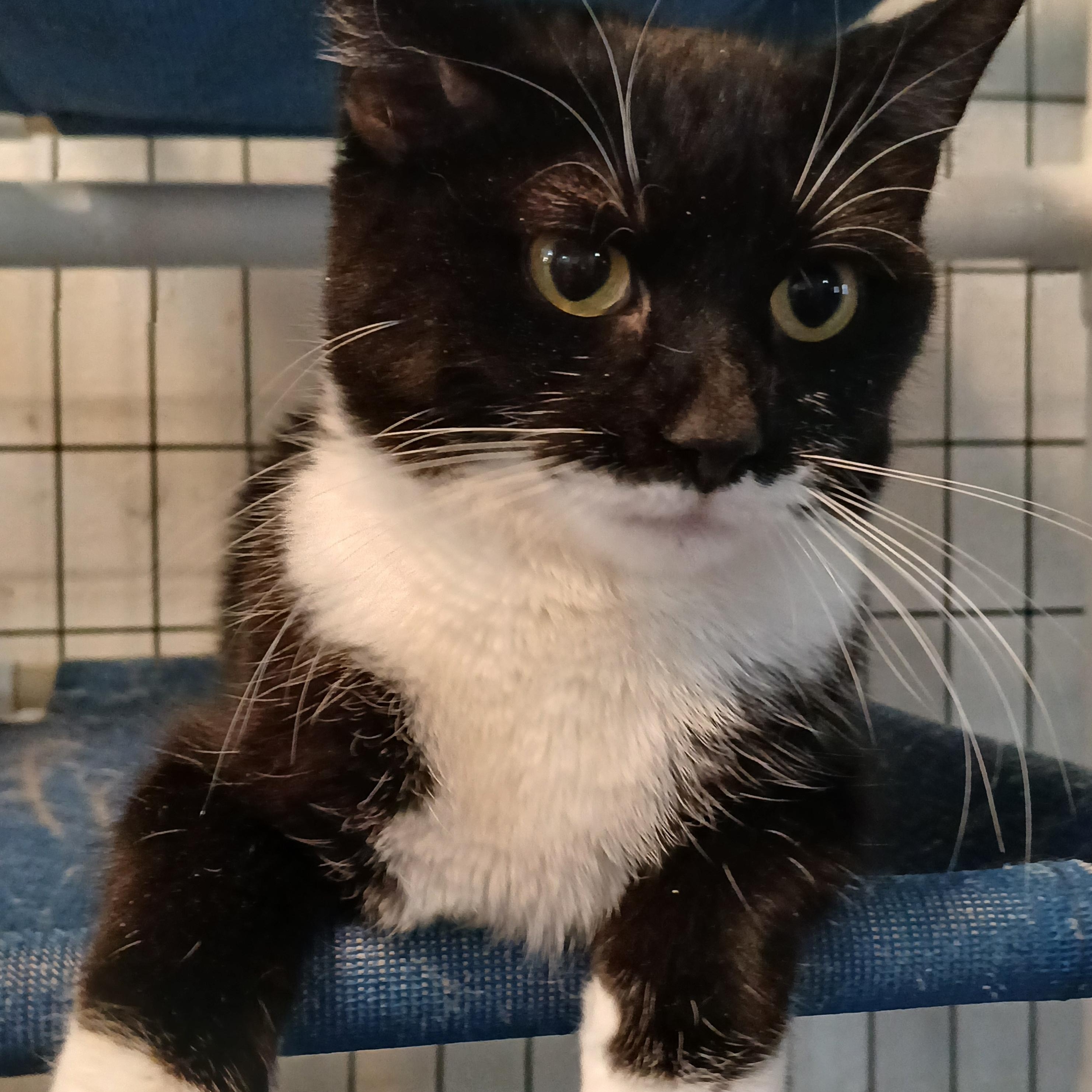 Boomer, ADOPTABLE, Kitten Male American Shorthair.