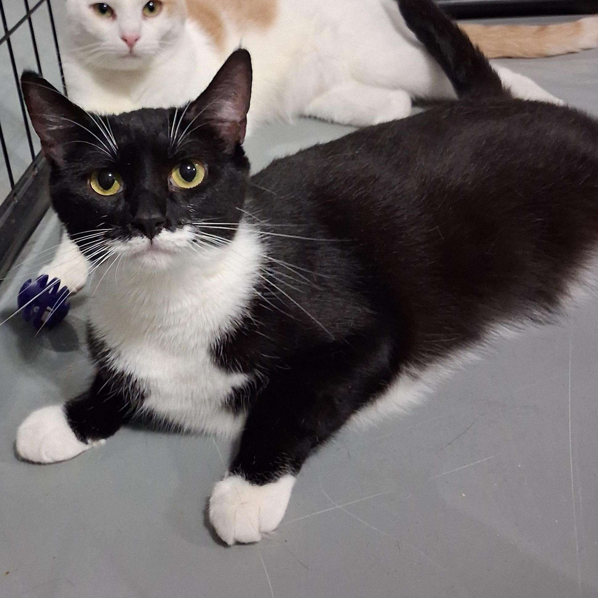Boomer, Adoptable, Kitten Male American Shorthair.