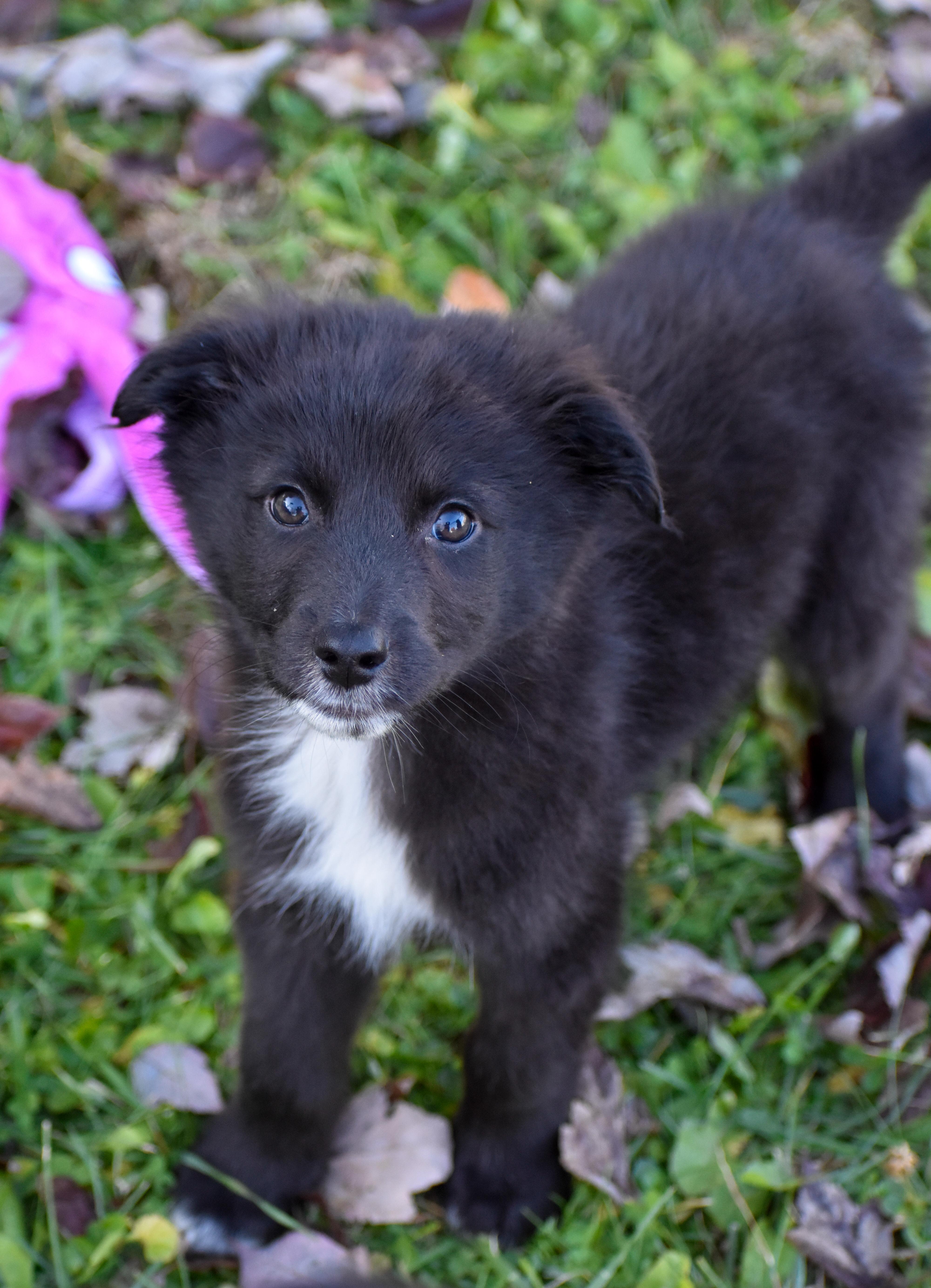 Enlarge Soda, a Adoptable mixed breed in Indianapolis, IN image 1/6