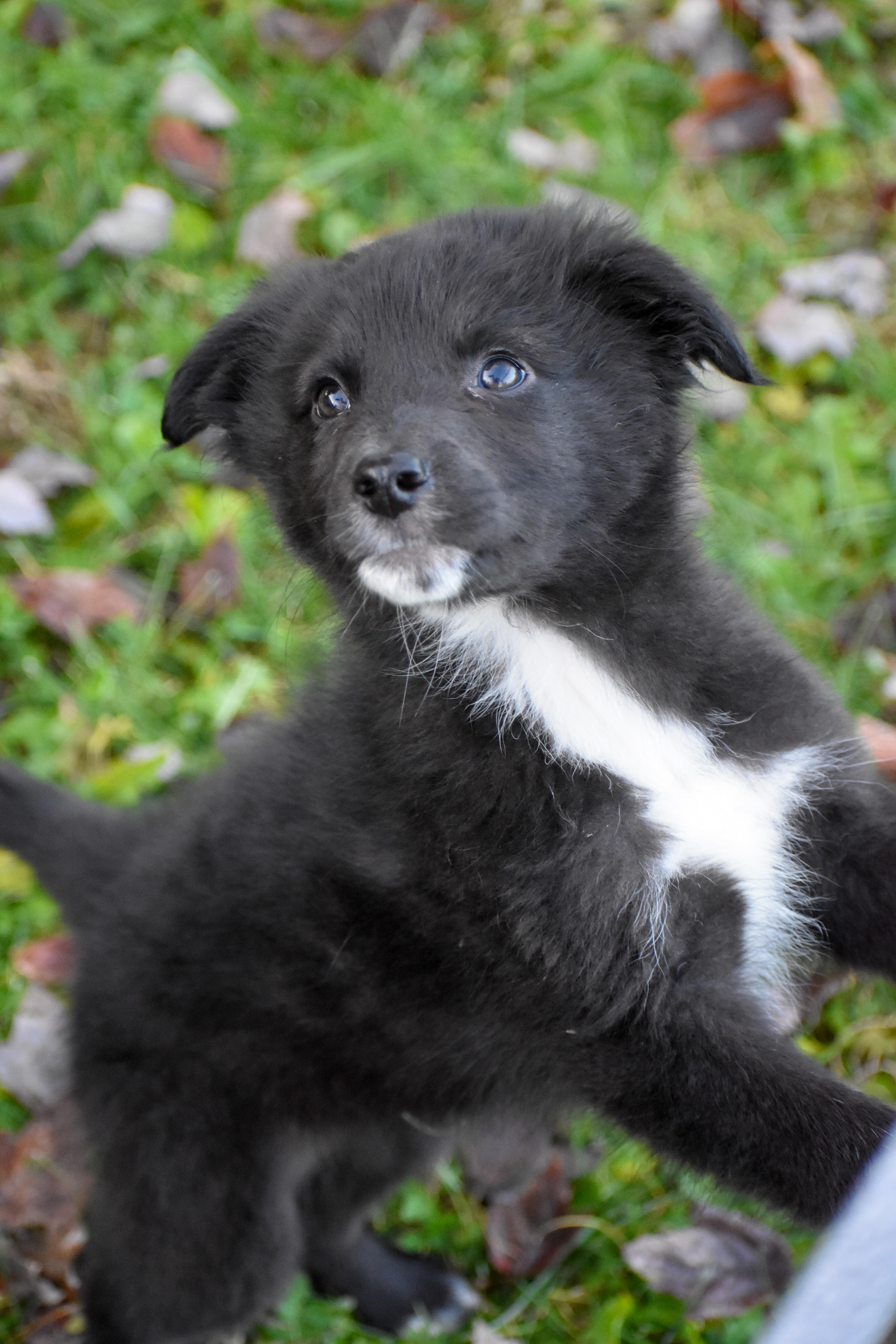Enlarge Soda, a Adoptable mixed breed in Indianapolis, IN image 2/6