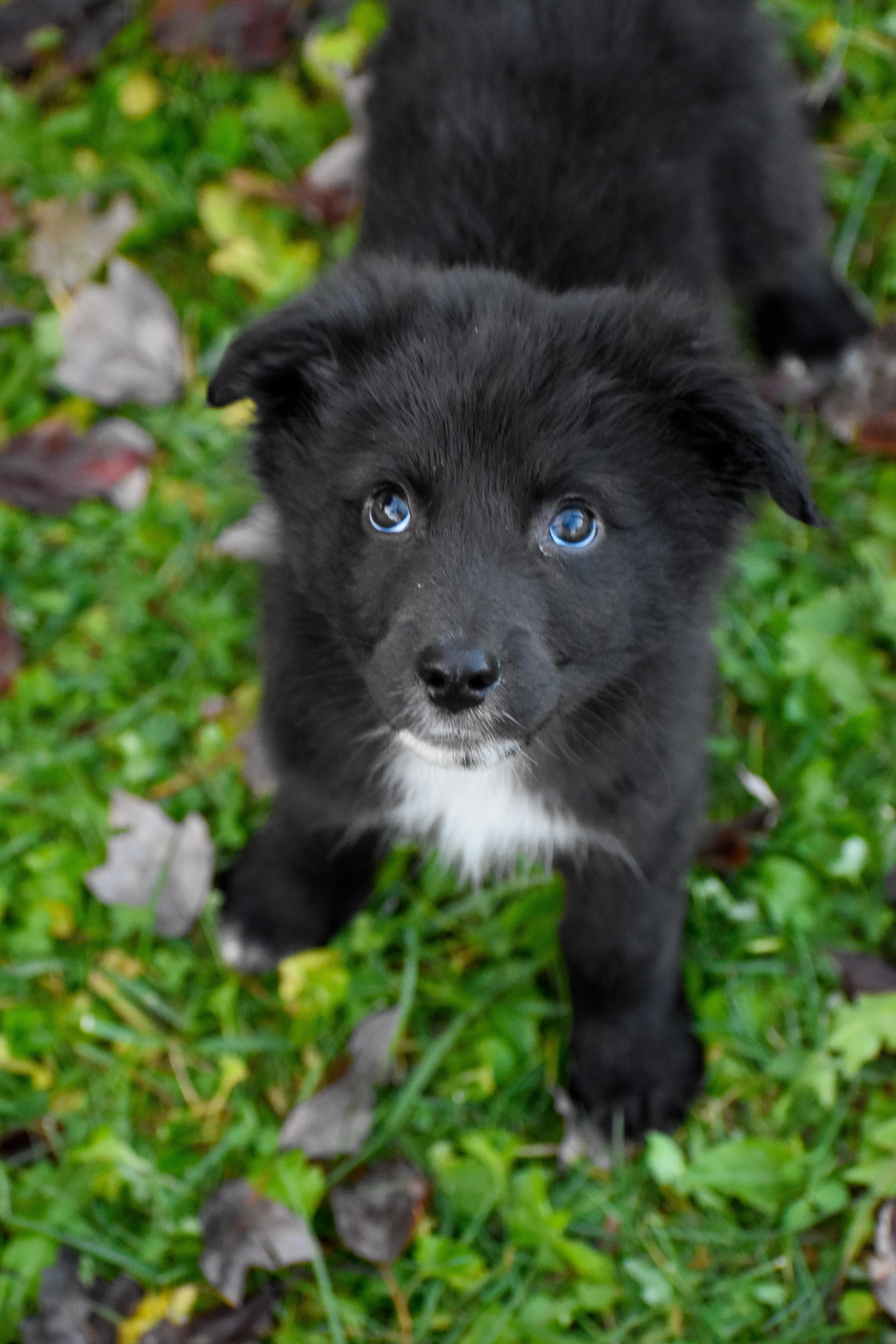 Enlarge Soda, a Adoptable mixed breed in Indianapolis, IN image 3/6