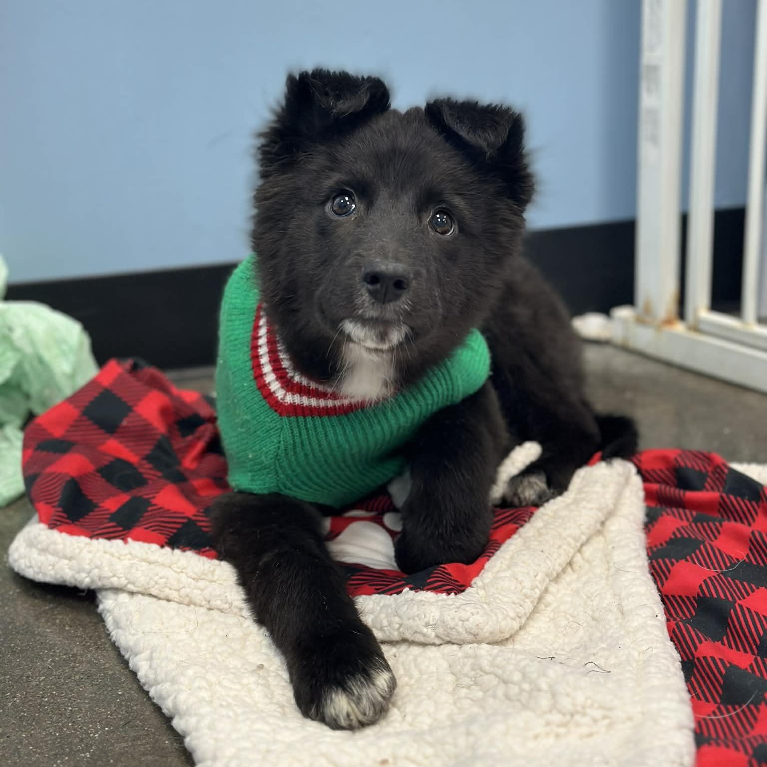 Soda, Adoptable, Puppy Male Border Collie.