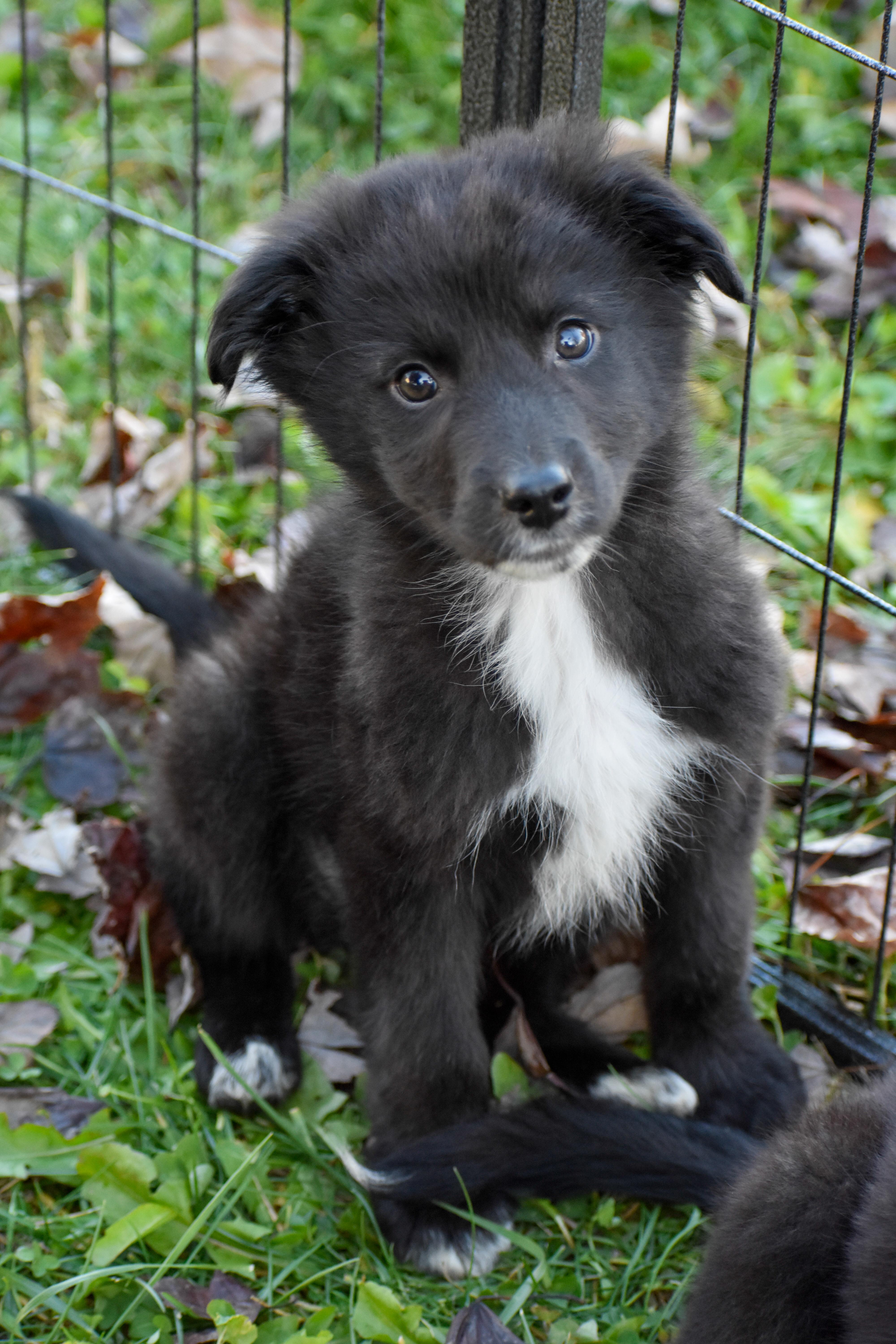Enlarge Soda, a Adoptable mixed breed in Indianapolis, IN image 4/6