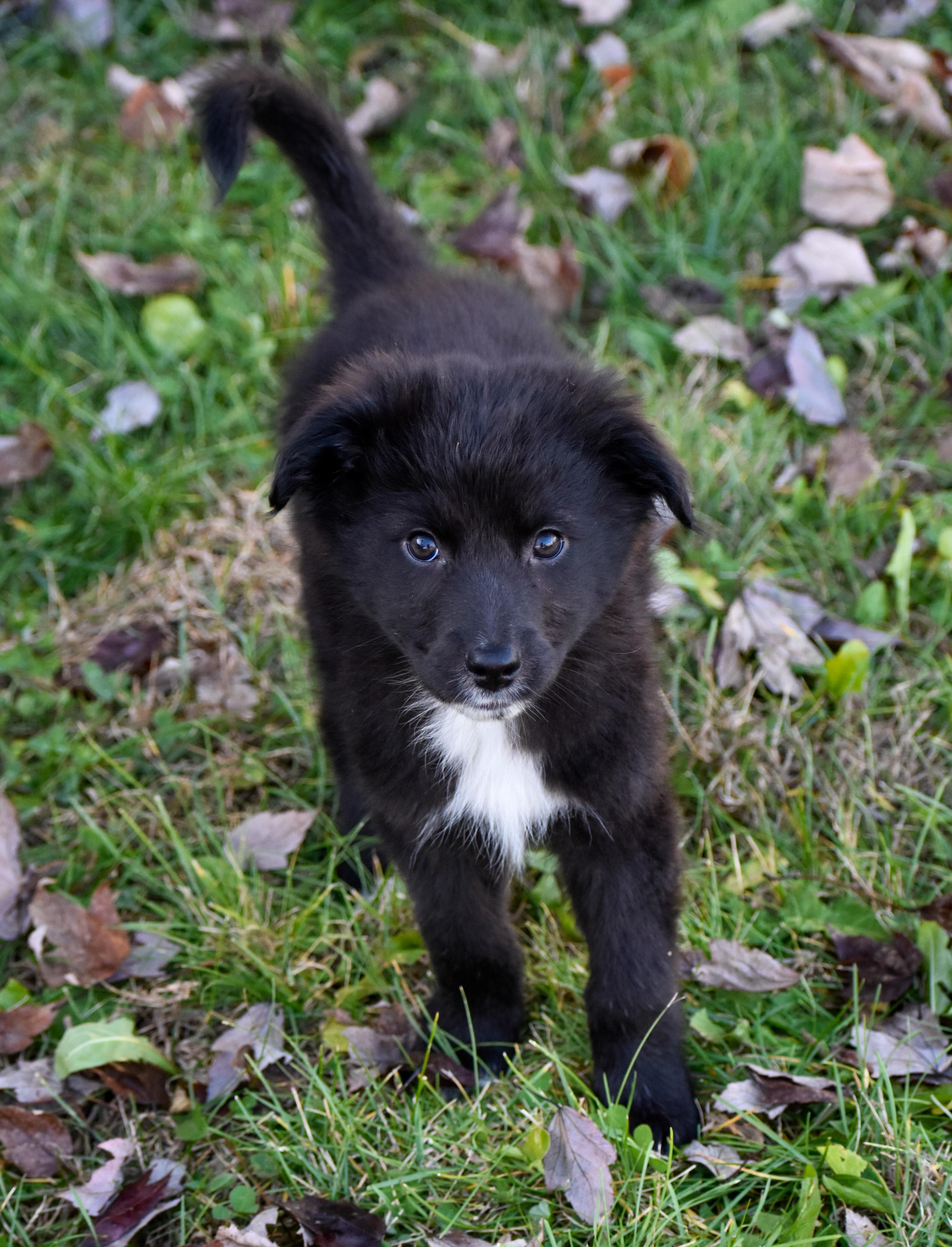 Enlarge Soda, a Adoptable mixed breed in Indianapolis, IN image 5/6