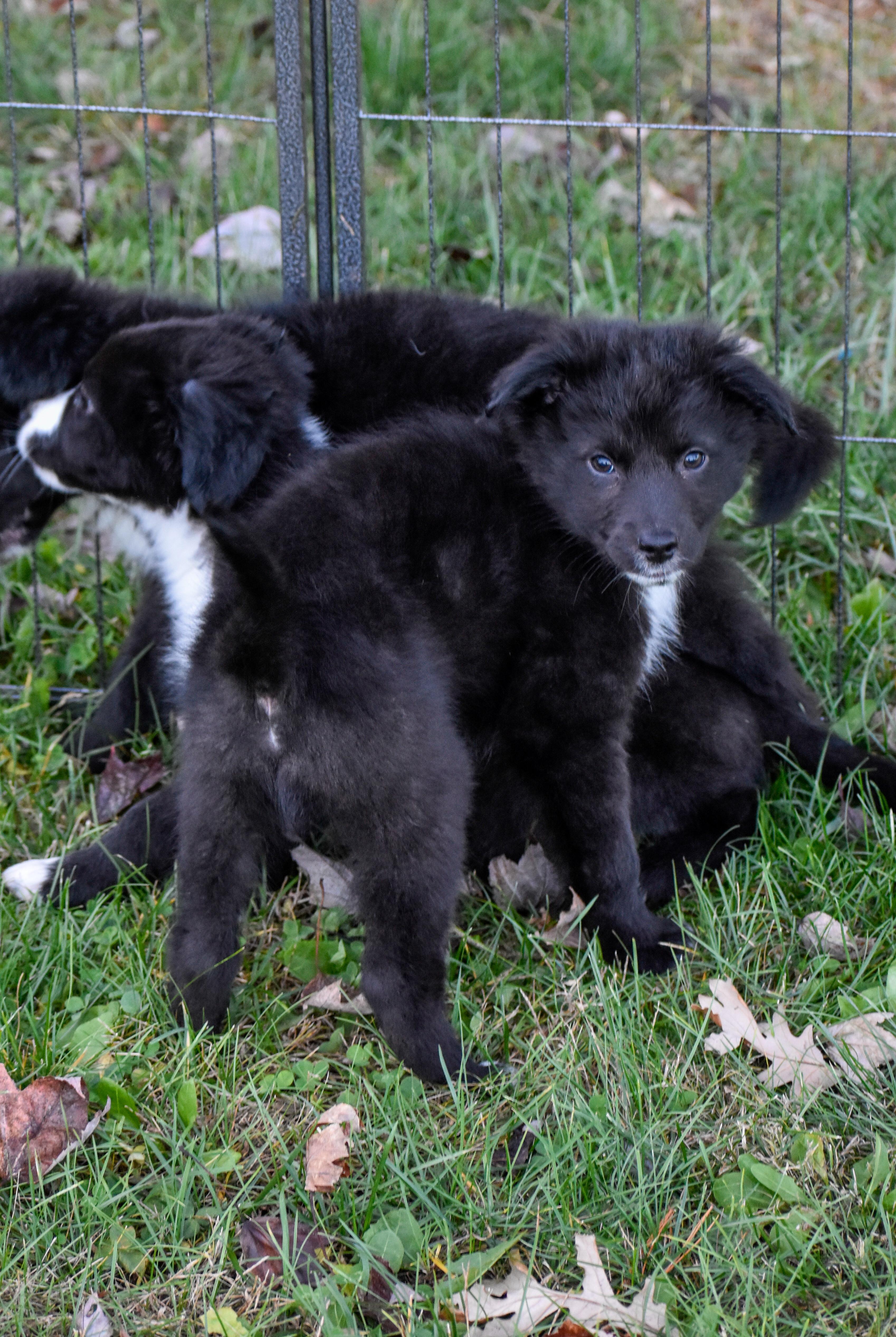 Enlarge Soda, a Adoptable mixed breed in Indianapolis, IN image 6/6