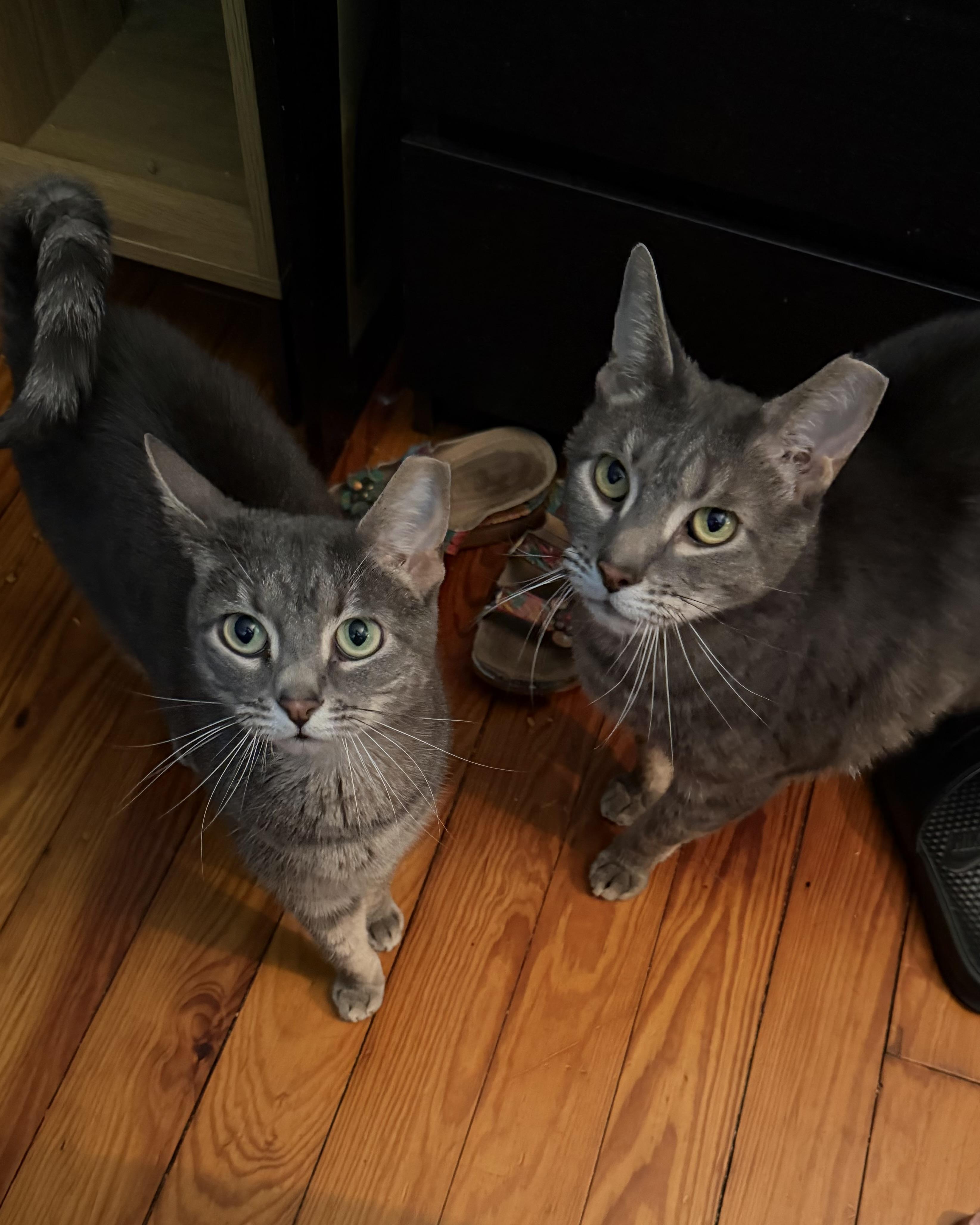 Amora and Tom (3-year-old sibling sweeties), an adopted Domestic Short Hair in New Cumberland, PA image 1/6