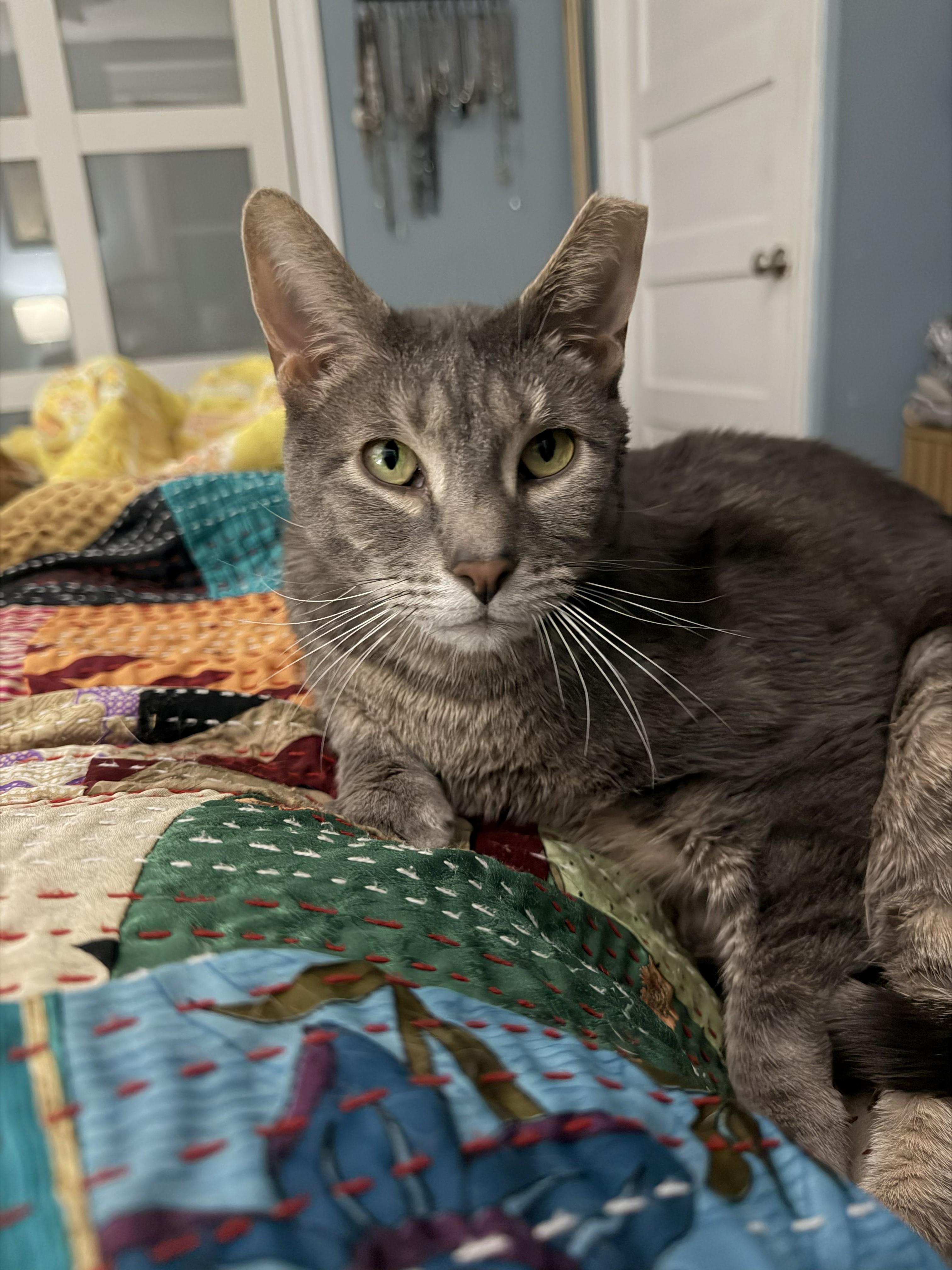 Amora and Tom (3-year-old sibling sweeties), an adopted Domestic Short Hair in New Cumberland, PA image 6/6