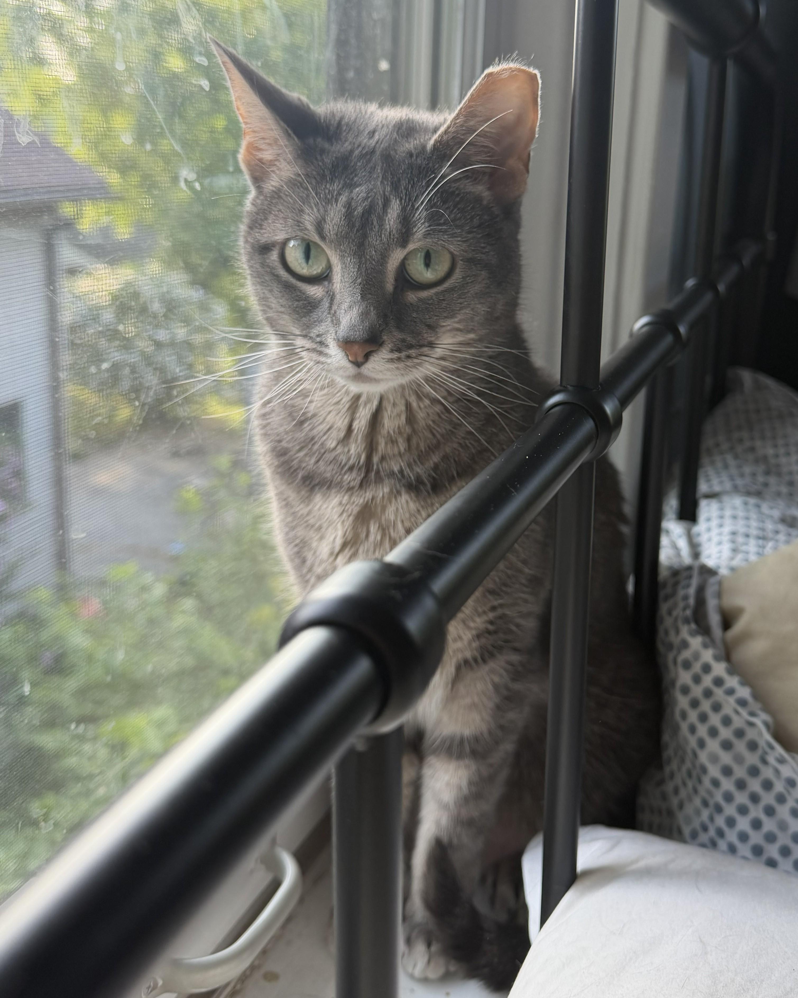 Amora and Tom (3-year-old sibling sweeties), an adopted Domestic Short Hair in New Cumberland, PA image 3/6