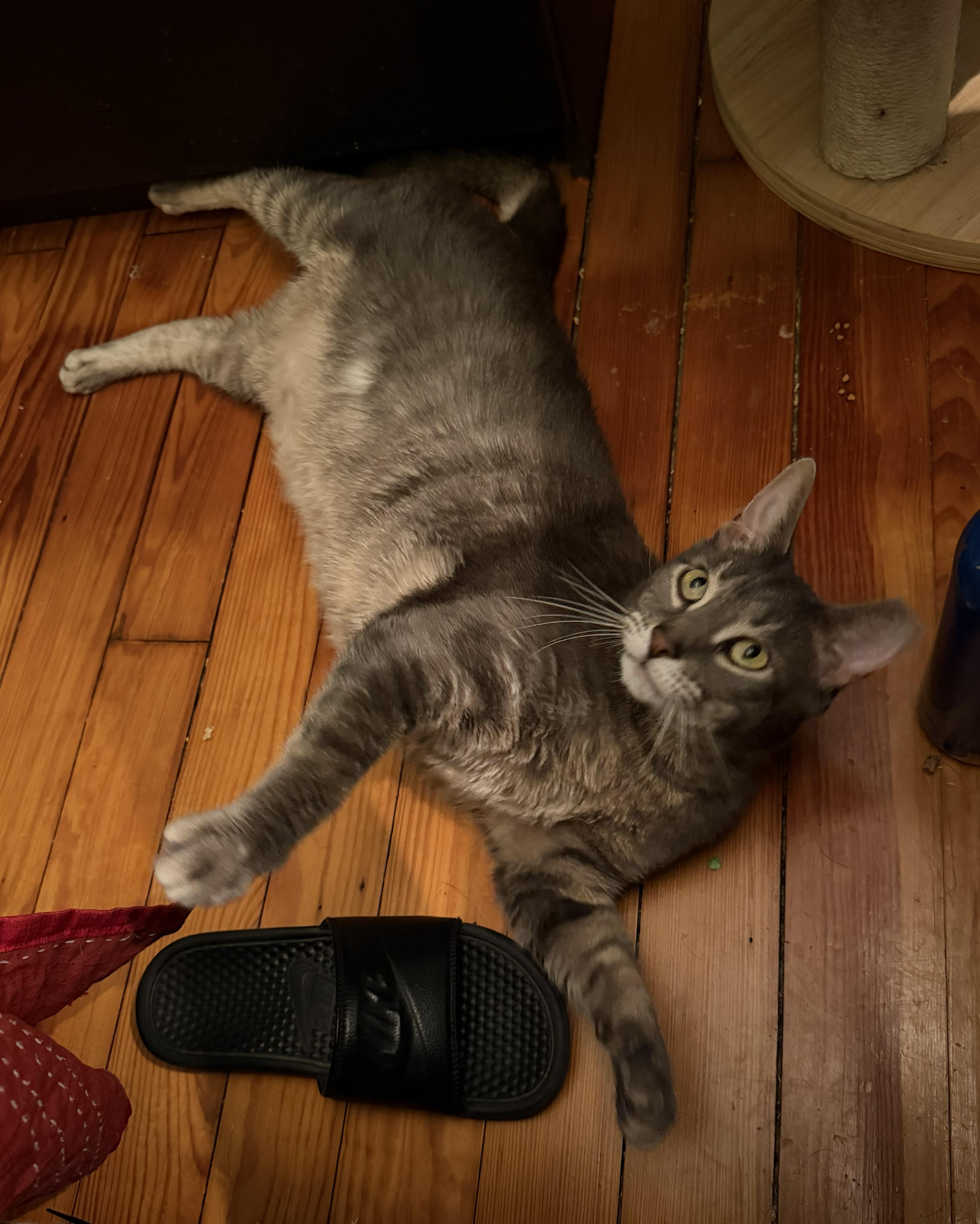 Amora and Tom (3-year-old sibling sweeties), an adopted Domestic Short Hair in New Cumberland, PA image 2/6