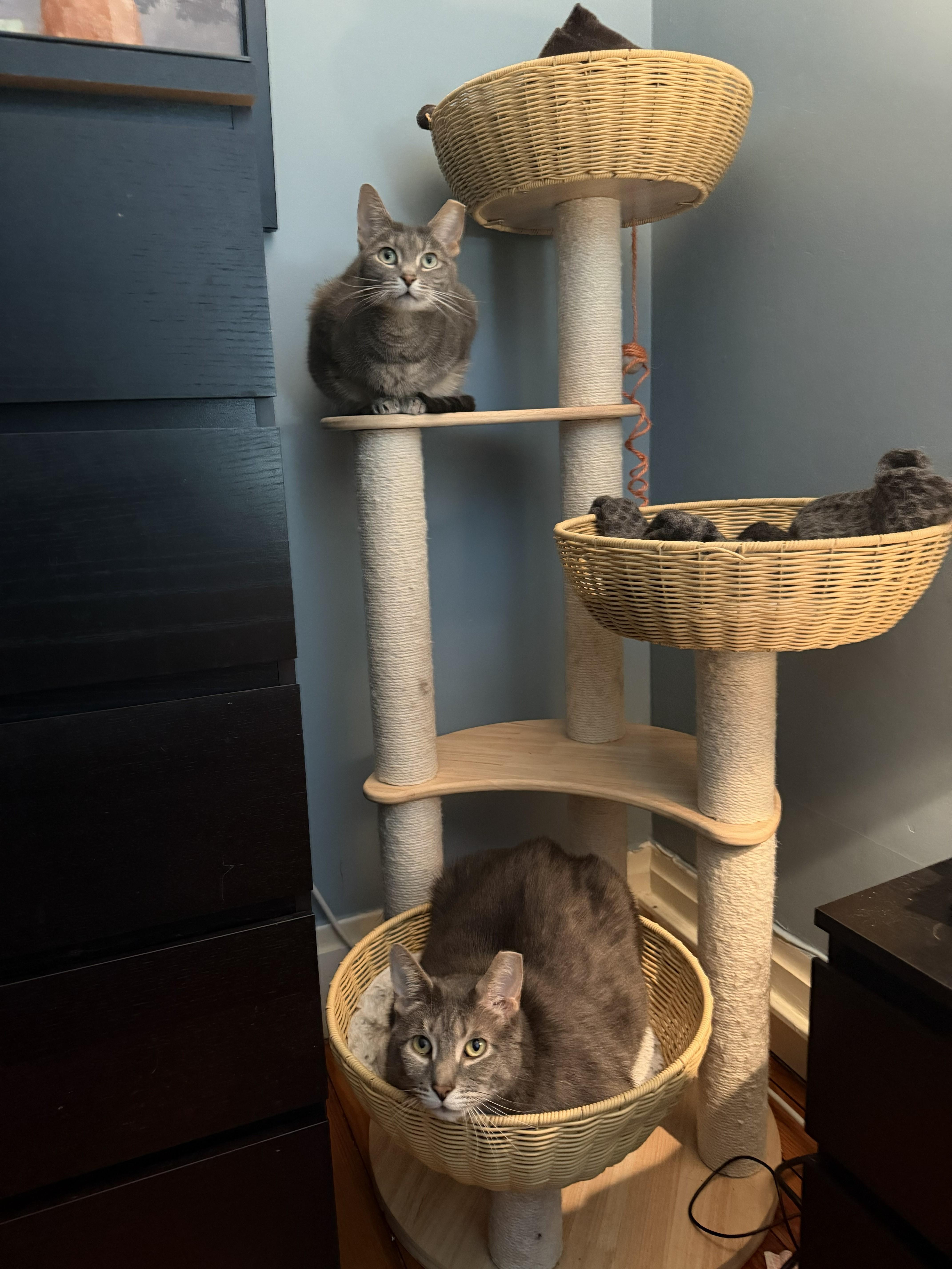 Amora and Tom (3-year-old sibling sweeties), an adopted Domestic Short Hair in New Cumberland, PA image 4/6