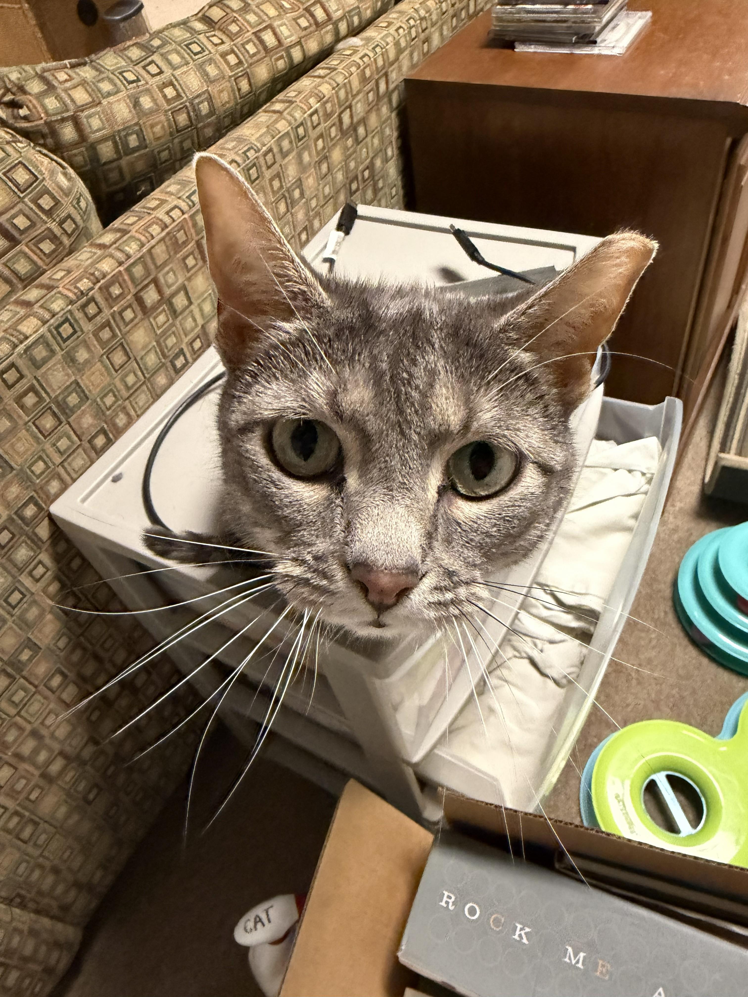 Amora and Tom (3-year-old sibling sweeties), an adopted Domestic Short Hair in New Cumberland, PA image 5/6