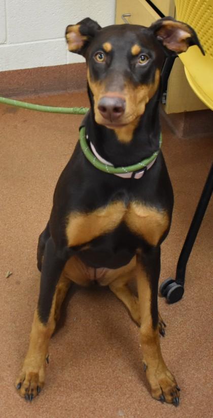 Deborah (92305), adopted, Young Female Doberman Pinscher.