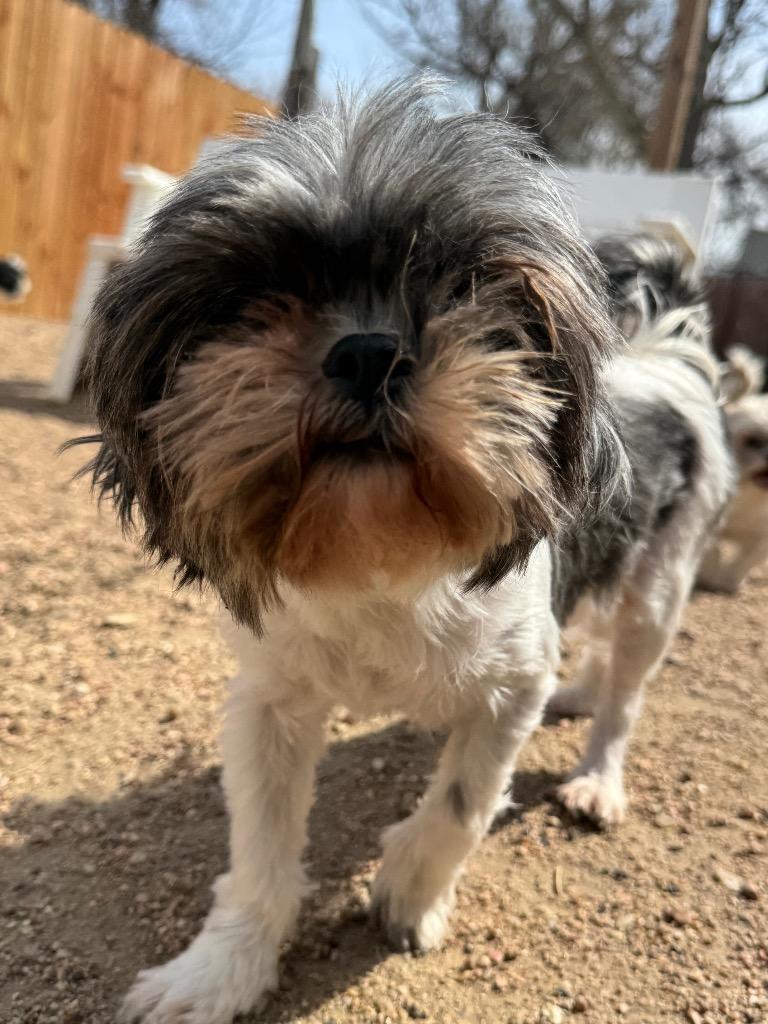 Enlarge Special, a Adoptable Shih Tzu in Hastings, NE image 1/1