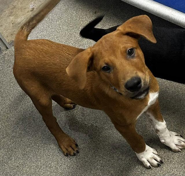 Enlarge Tater - Tot - 12 Weeks, a Adopted Terrier in Sterling, MA image 1/1