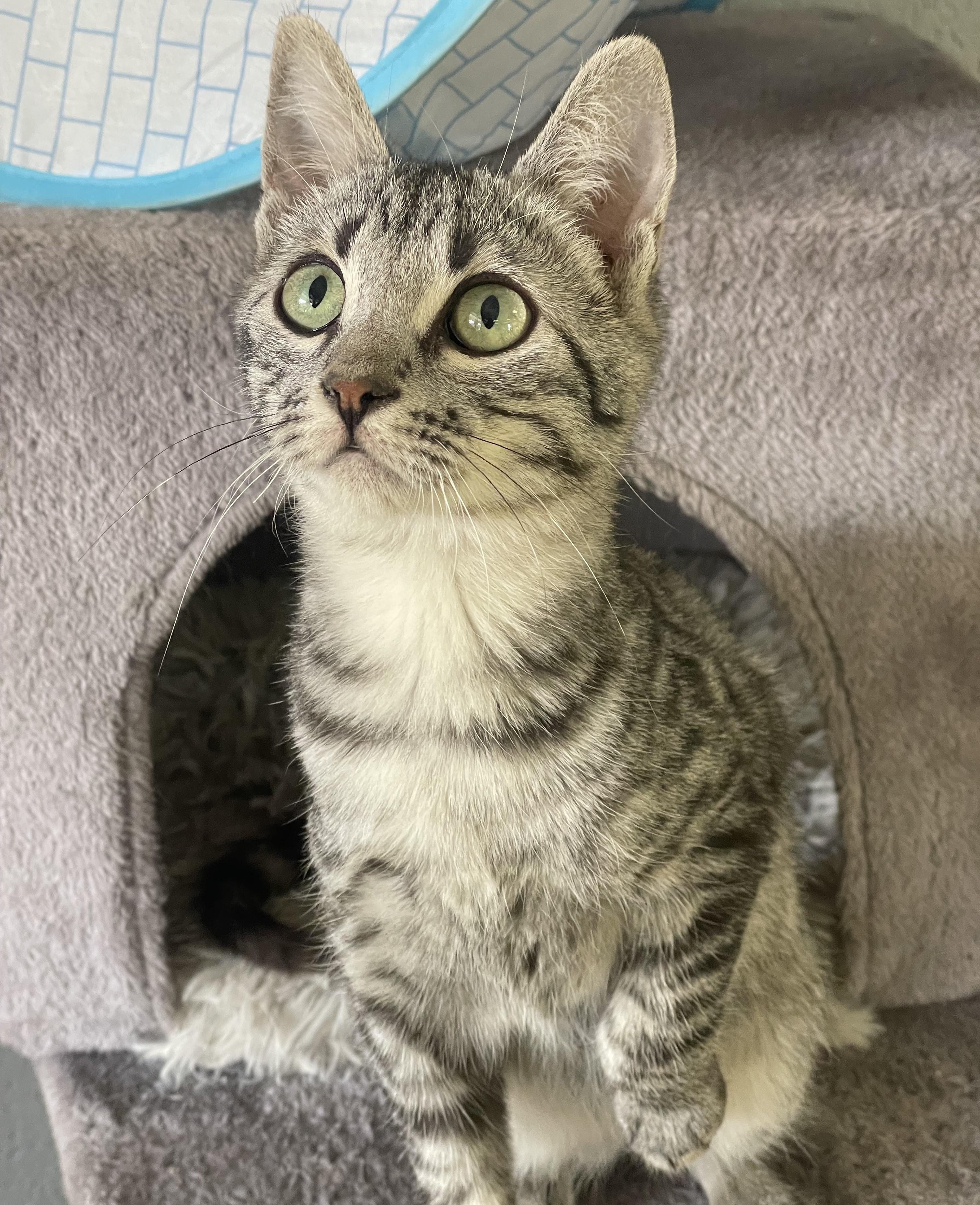 Jack Sparrow, a Adoptable mixed breed in Glendale, AZ image 1/5