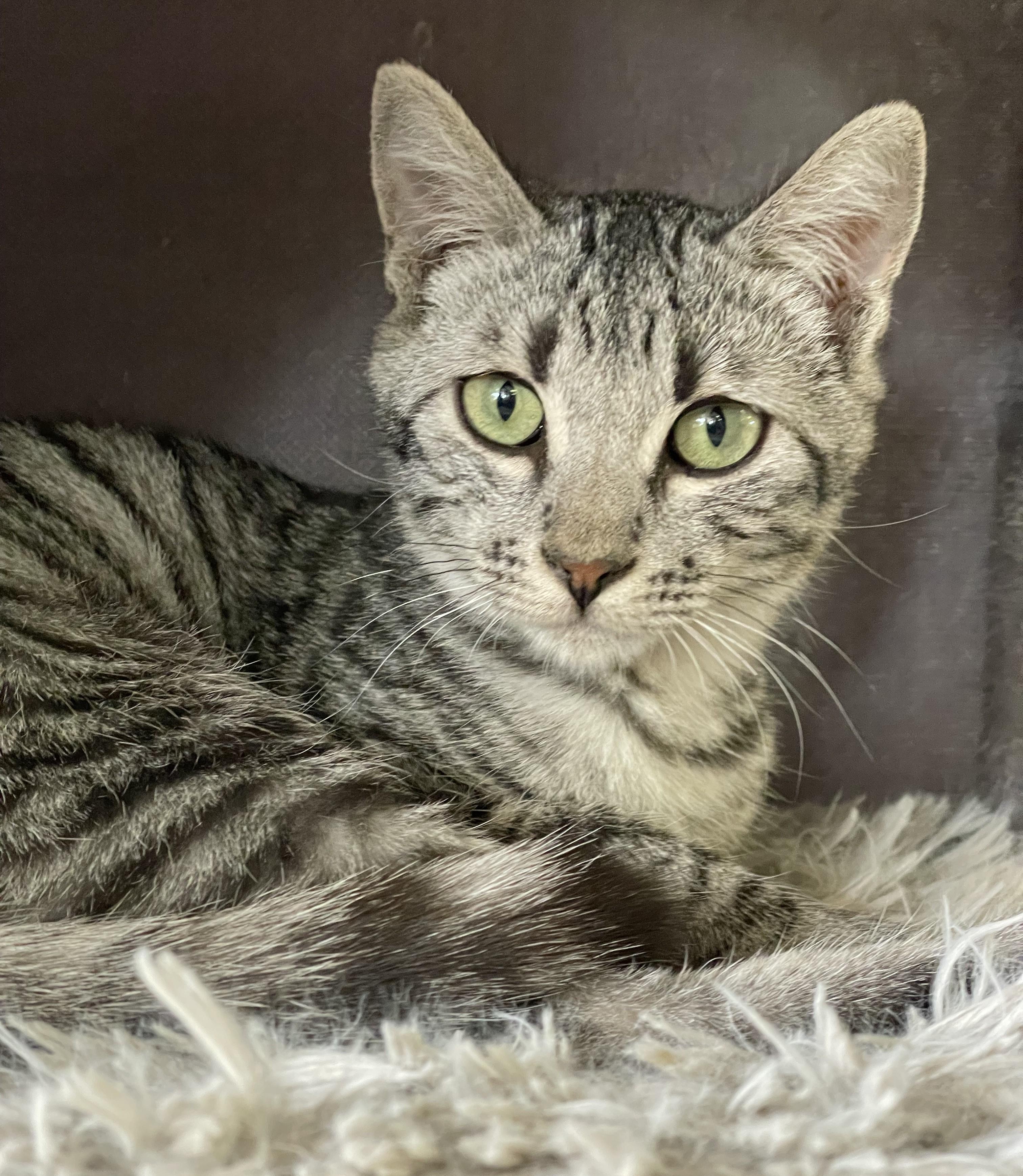 Jack Sparrow, a Adoptable mixed breed in Glendale, AZ image 2/5