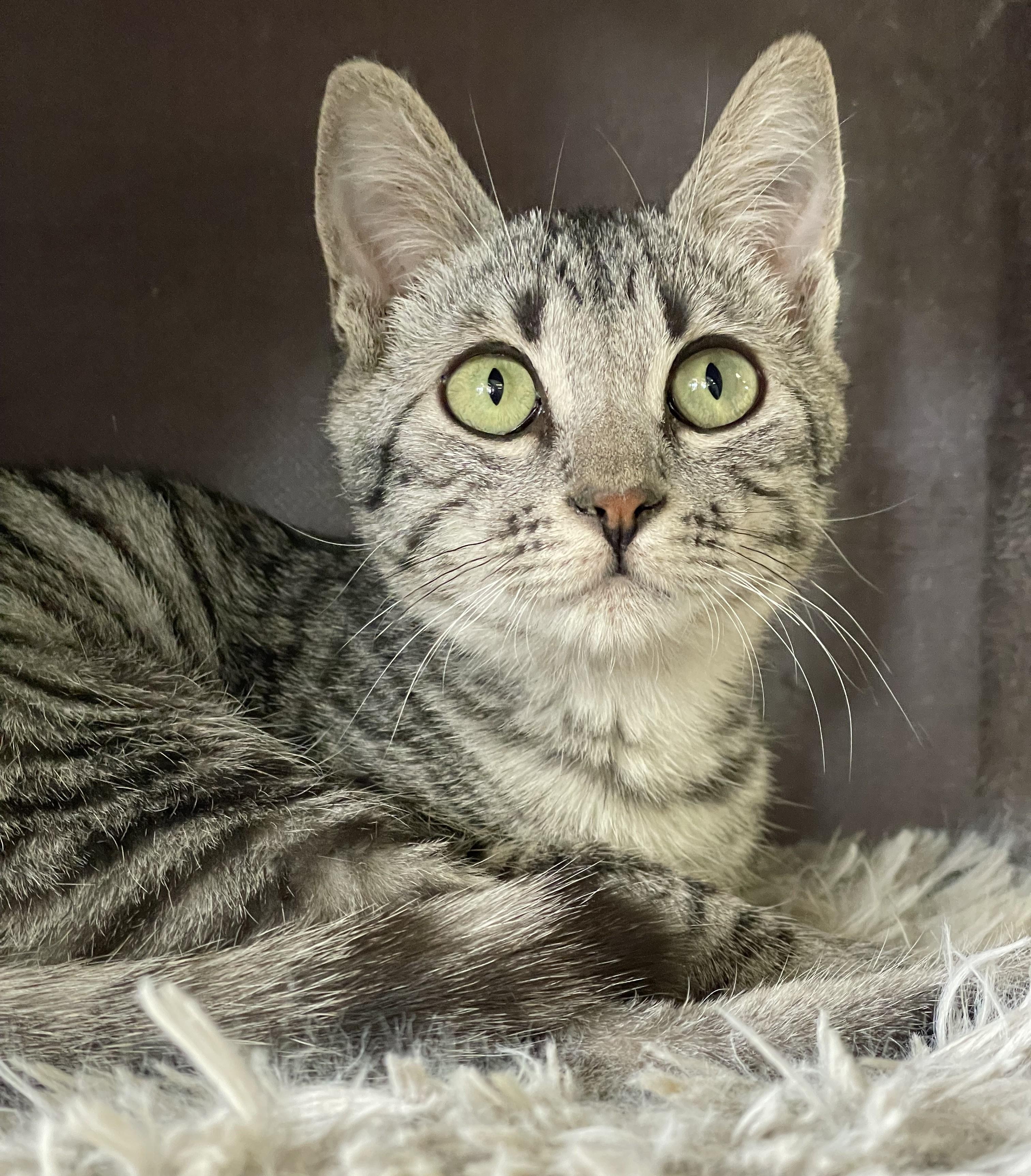 Jack Sparrow, a Adoptable mixed breed in Glendale, AZ image 3/5