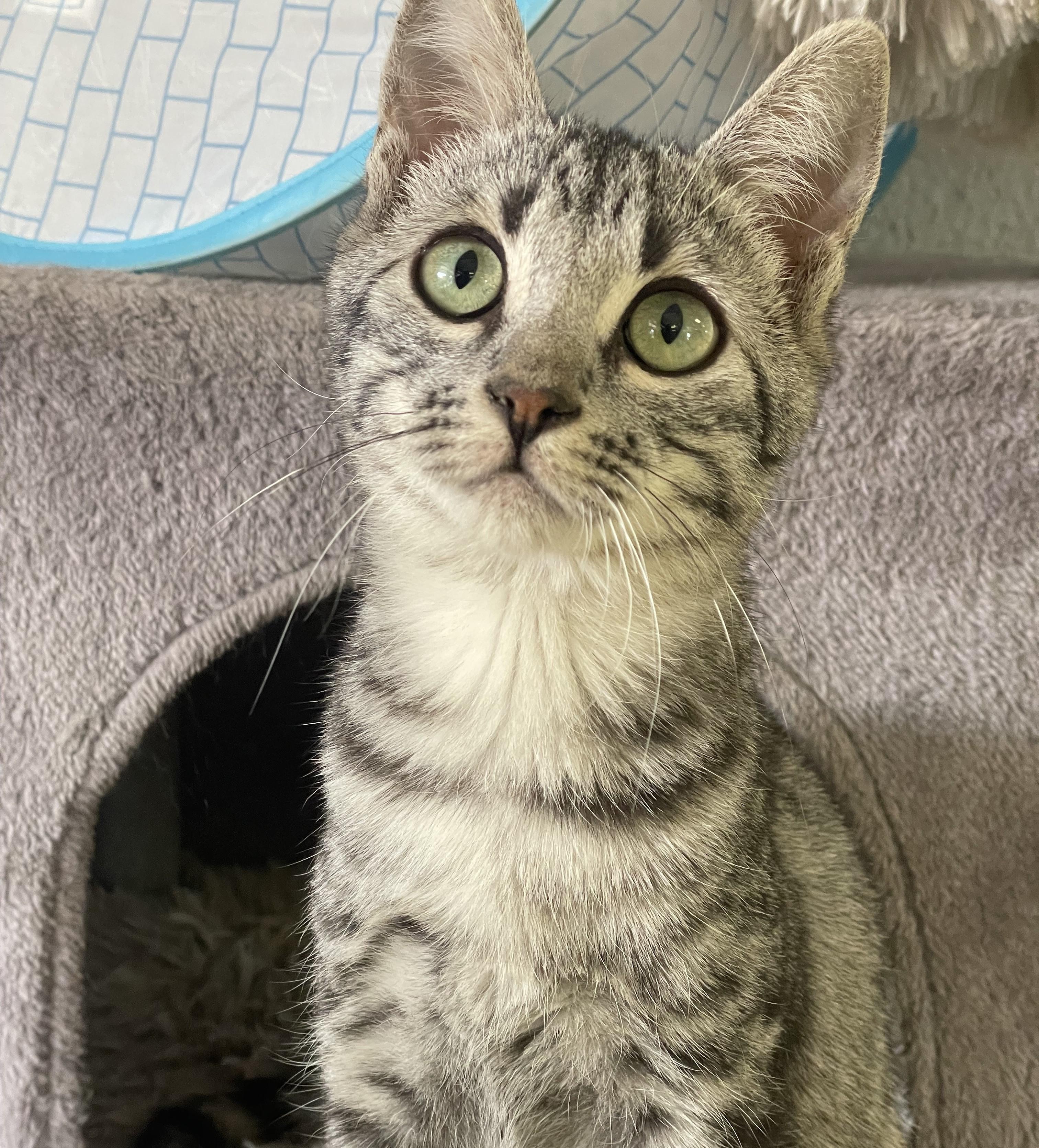 Jack Sparrow, a Adoptable mixed breed in Glendale, AZ image 4/5