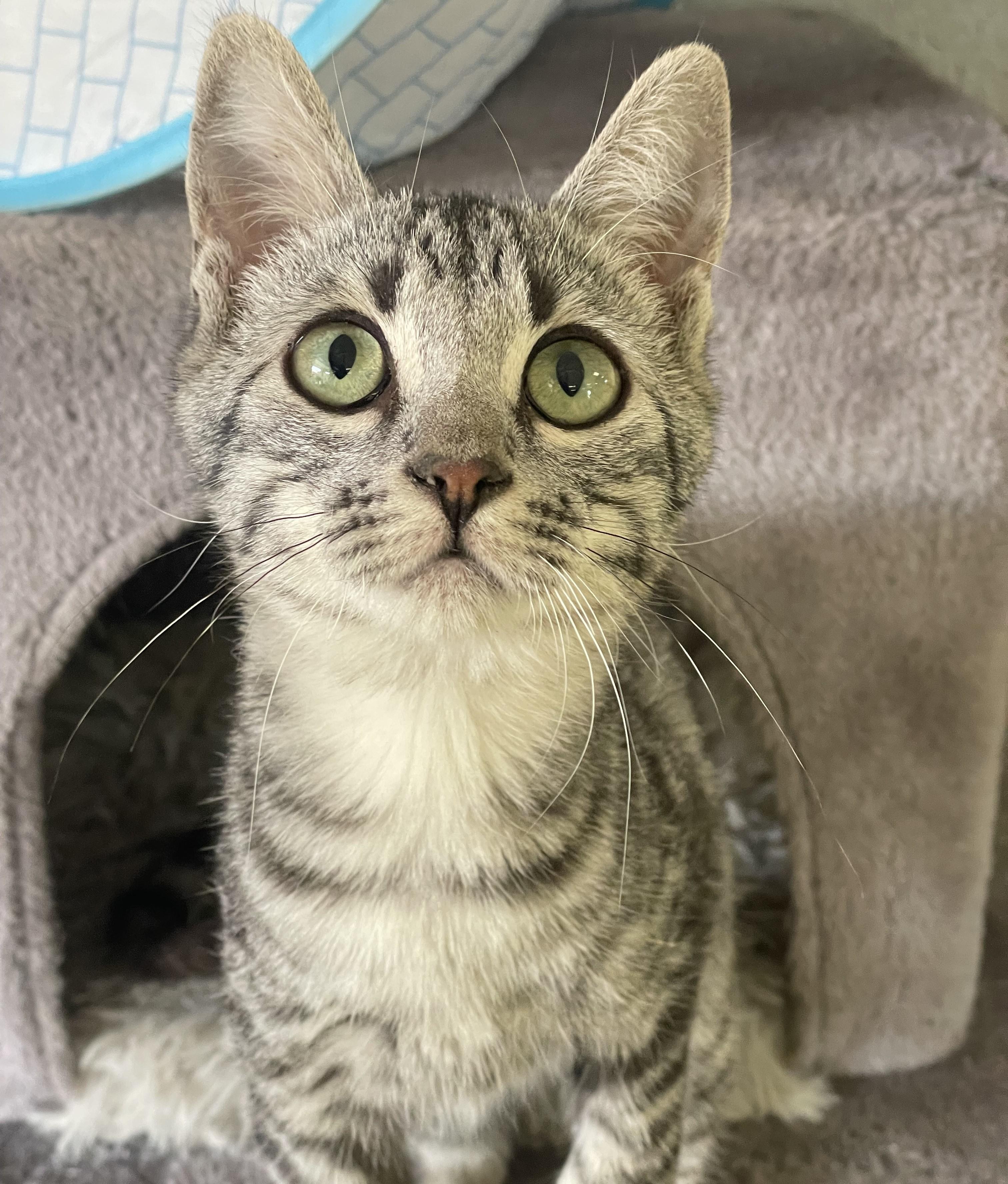 Jack Sparrow, a Adoptable mixed breed in Glendale, AZ image 5/5