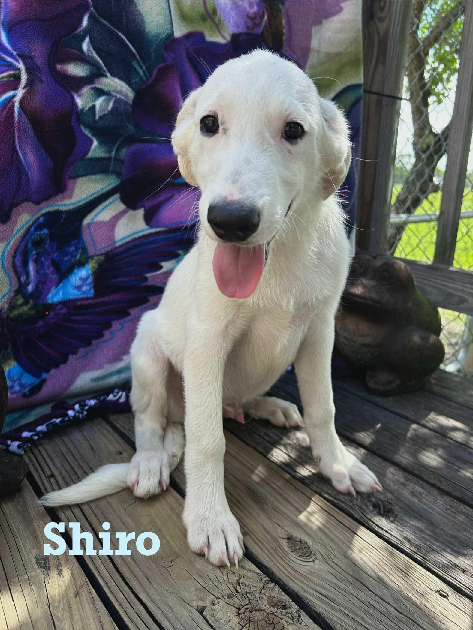 Shiro photo 5