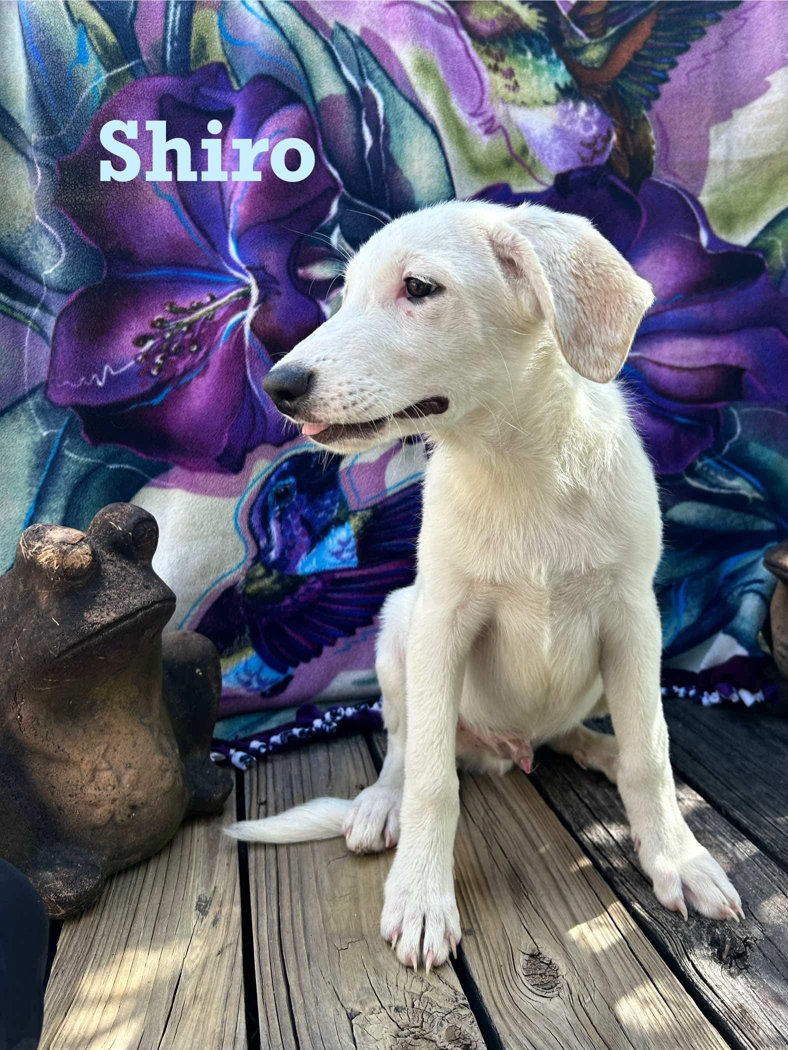 Shiro photo 3
