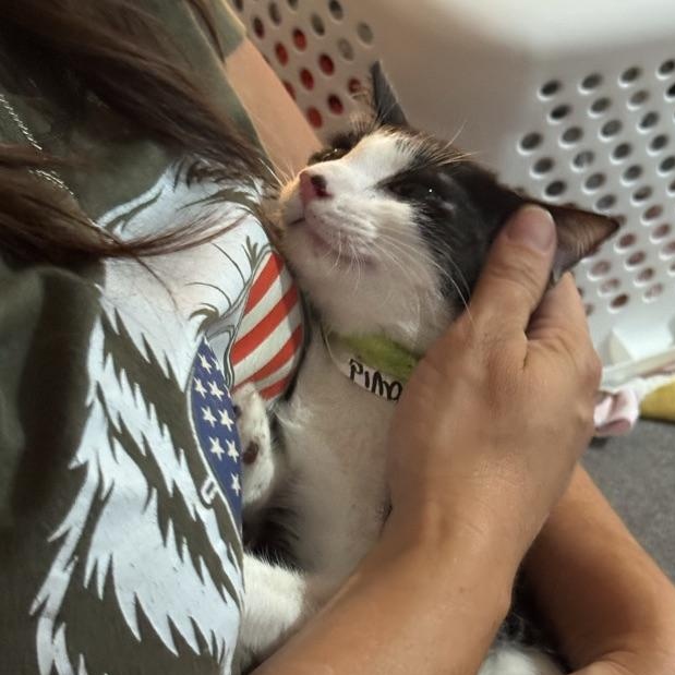 Enlarge David, a Adoptable mixed breed in Maitland, FL image 3/5