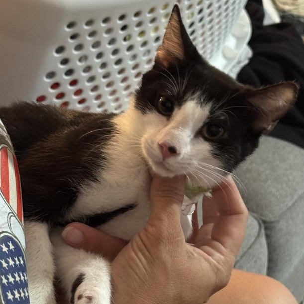 Enlarge David, a Adoptable mixed breed in Maitland, FL image 2/5