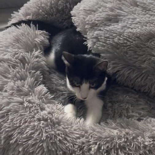 Enlarge David, a Adoptable mixed breed in Maitland, FL image 4/5