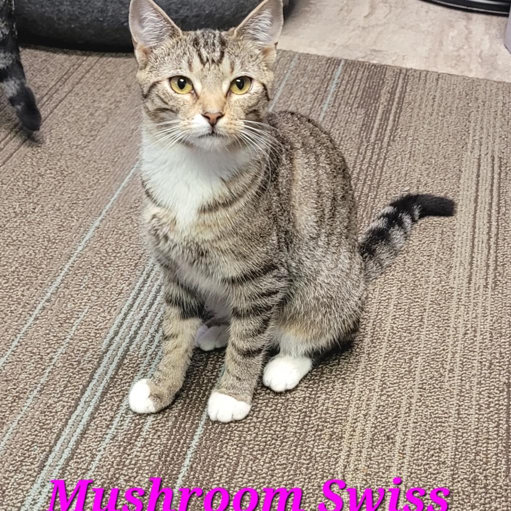 Enlarge Mushroom Swiss, a Adoptable Domestic Short Hair in Hinesville, GA image 1/1