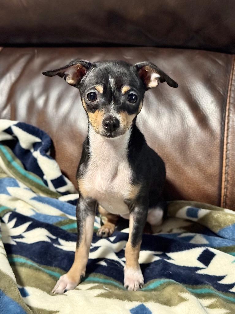 Kara, Adoptable, Puppy Male Chihuahua.
