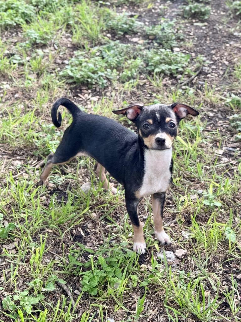 Kara, a Adoptable Chihuahua in Canyon Lake, TX image 2/5