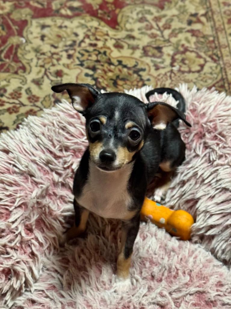 Kara, a Adoptable Chihuahua in Canyon Lake, TX image 3/5